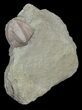 Blastoid (Pentremites) Fossil - Illinois #42805-1